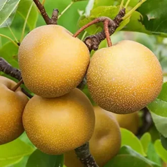 نهال گلابی پرتقالی