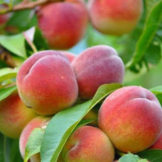 نهال هلو زعفرانی