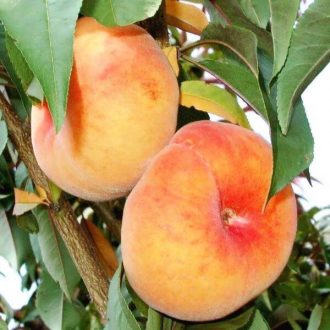 نهال هلو انجیری عسلی