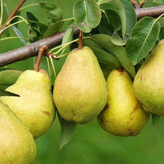 نهال گلابی نطنز