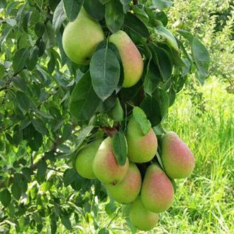 نهال گلابی اسپادا