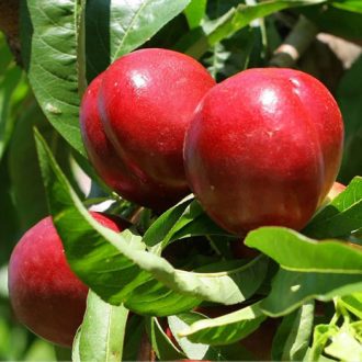 نهال شلیل شمس