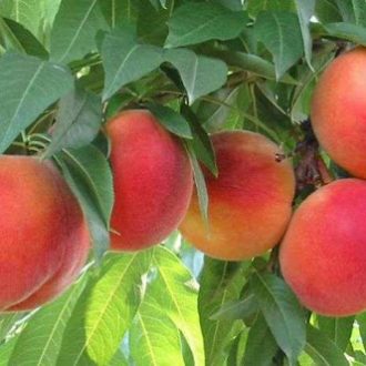 نهال هلو پایی