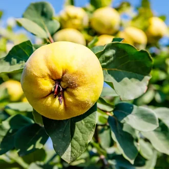 به شاهرودی 2