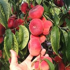 نهال هلو انجیری زعفرانی