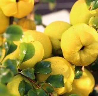 نهال گلابی درگزی