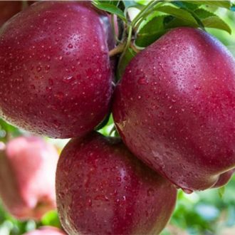 نهال سیب استار