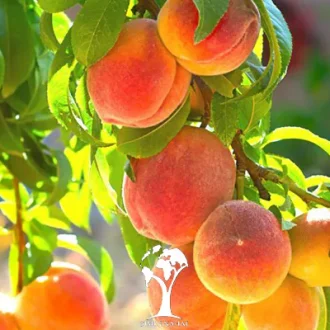 نهال هلو زود رس