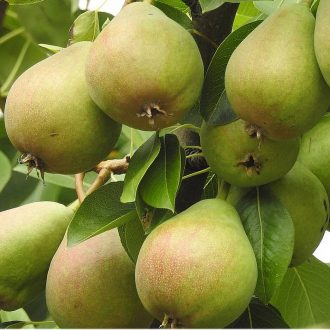 نهال گلابی ویلیام دوشیز