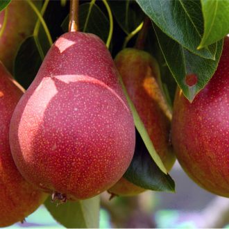 نهال گلابی رد انجو